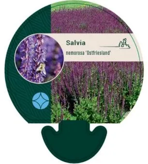 Flerårig salvia