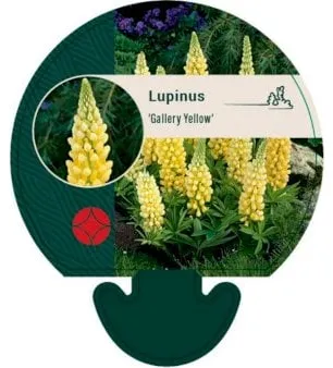 Flerårig lupin